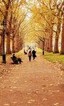 pic for Walk In Autumn Park 